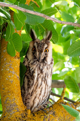 a small baby owl perched among the branches of a tree: a pistachio