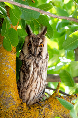 a small baby owl perched among the branches of a tree: a pistachio