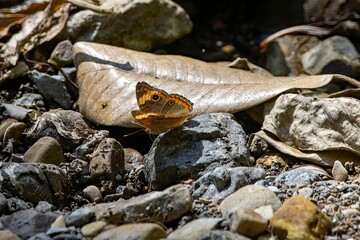 Tropical buckeye butterfly, Juniona evarete