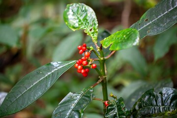 Fruits and foliage of Notopleura uliginosa