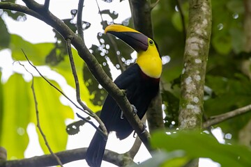 Chestnut mandibled toucan, Ramphastos ambiguus swainsonii, in a tree