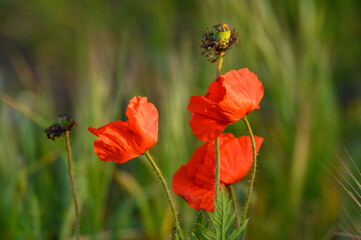 Obraz premium A vibrant field of red poppy flowers blooming under the suns warm rays, creating a beautiful scene in nature.
