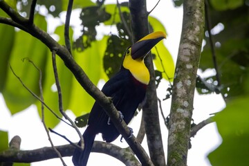 Chestnut mandibled toucan, Ramphastos ambiguus swainsonii, in a tree