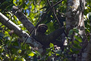 Brown throated sloth, Bradypus variegatus, in a tree