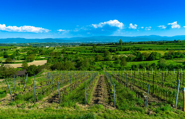 View from the Bahlingen vineyards (Kaiserstuhl) over the Rhine plain to the Black Forest. Baden Wuerttemberg, Germany, Europe