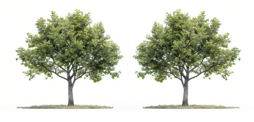 Two realistic green oak trees side by side on a white background, cutout 3D render in the style of hyperrealistic and hyper detailed photo realistic with high resolution