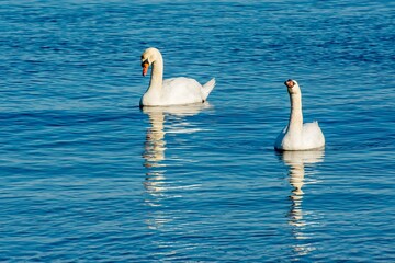 Two swans on there water