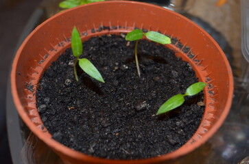 Seedlings and seeds in a gardening pot. Tomato sprouts in a flower pot.