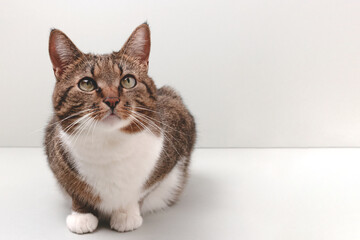 Shorthair domestic tabby cat sitting on a gray background. Place for text.