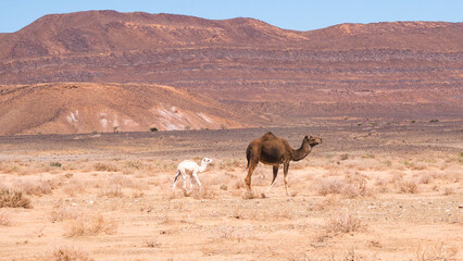White dromedary in the Sahara desert