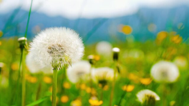 close-up dandelion flowers in the alpine mountains on a sunny day in summer