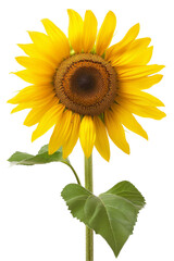 Sunflower, large bright yellow, facing forward, isolated on a white background, ideal for die cut PNG style