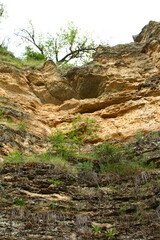 A tree growing out of a rocky cliff