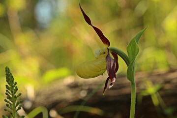 Gelber Frauenschuh (Cypripedium calceolus) auf Kalkmagerrasen