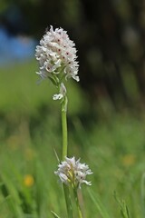 Weißling des Dreizähnigen Knabenkrauts (Neotinea tridentata) mit Bockkäfer