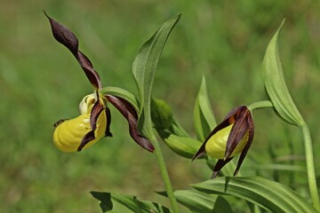 Gelber Frauenschuh (Cypripedium calceolus) mit Sheppards Wespenbiene (Nomada sheppardana)