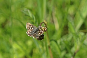 Kleiner Würfel-Dickkopffalter (Pyrgus malvae) auf Kleinem Wiesenknopf