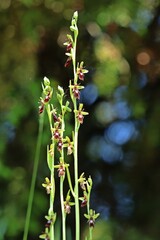 Fliegen-Ragwurz (Ophrys insectifera).