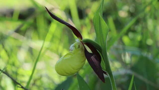 Gelber Frauenschuh (Cypripedium calceolus) auf Kalkmagerrasen