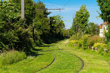 Tram rails on green grass in a town going off into the distance. The railway runs through thickets...