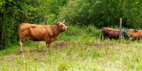 Brown cows grazing on a rural green grass field. Spring farm pasture
