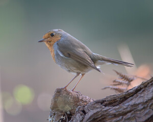 European Robin (Erithacus rubecula) on bench  at morning in Bizkaia, Euskadi
