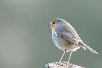 European Robin (Erithacus rubecula) on bench  at morning in Bizkaia, Euskadi