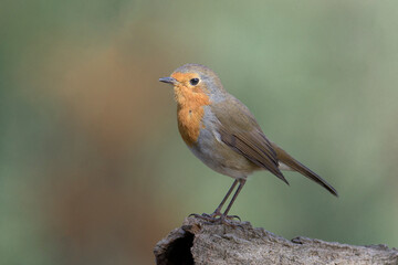 European Robin (Erithacus rubecula) on bench  at morning in Bizkaia, Euskadi