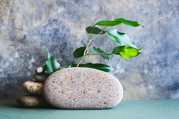 Organic natural background from branches with leaves and stones on green