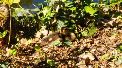 duck in the grass