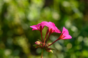 Geranium red flower. Beautiful geranium flowers blooming on a terrace, outside. 1