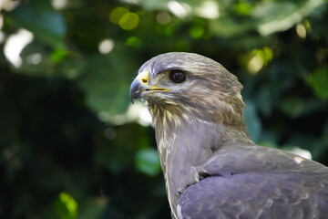 Common buzzard (Buteo buteo) Accipitridae family. Hanover, Germany