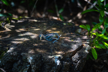 Deceased great tit hatchling chick lying lifeless on a tree stump in the forest, with sunlight filtering through the surrounding foliage. Medium shot
