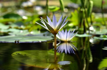 Seerosen im Botanischen Garten in Freiburg