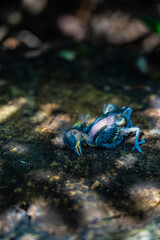 View on deceased Great Tit hatchling, Low angle Close-Up on young Parus Major bird lies on the tree stump amidst shadows and sunlight.