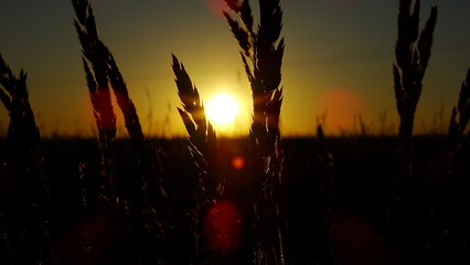 kłos trawy na tle zachodzącego słońca © Piotr