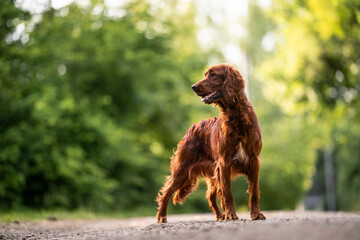 Irish Setter dog breed in nature