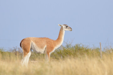 Guanaco in the grass