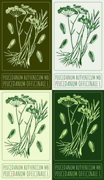 Set of drawing PEUCEDANUM RUTHENICUM MB in various colors. Hand drawn illustration. The Latin name is PEUCEDANUM OFFICINALE L.