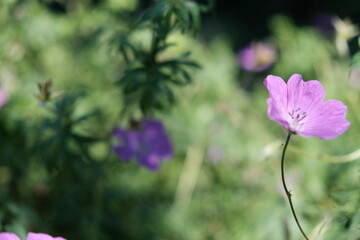 Natural Background. The wind rustles the grass. Field flowers.