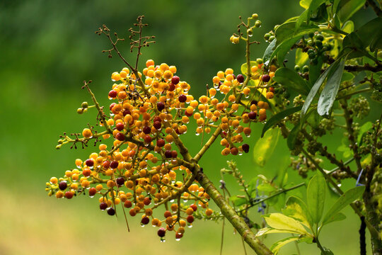 Plant of the species Heptapleurum arboricolum, also known as cheflera or chiflera of the Araliaceae family covered in raindrops