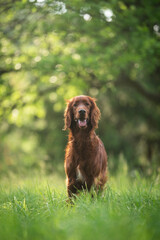 Irish setter dog breed portrait in nature