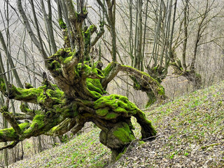 an old century-old beech