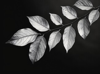 Silver Leaves and Black Background Photography