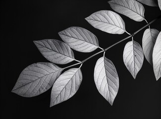 Silver Leaf Macro Photography