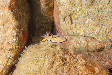 Sea Slug in the Red Sea Colorful and beautiful, Eilat Israel
