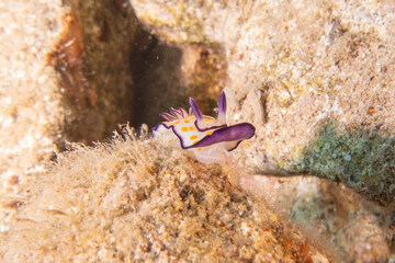 Sea Slug in the Red Sea Colorful and beautiful, Eilat Israel
