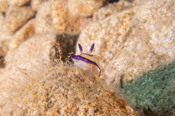Sea Slug in the Red Sea Colorful and beautiful, Eilat Israel
