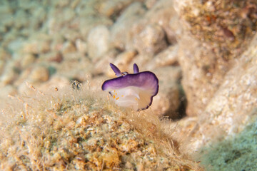 Sea Slug in the Red Sea Colorful and beautiful, Eilat Israel
