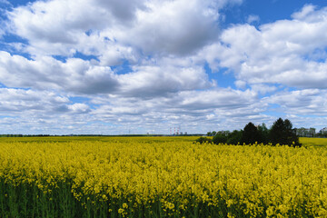 rapeseed field spring clouds blue sky  landscape beautiful view